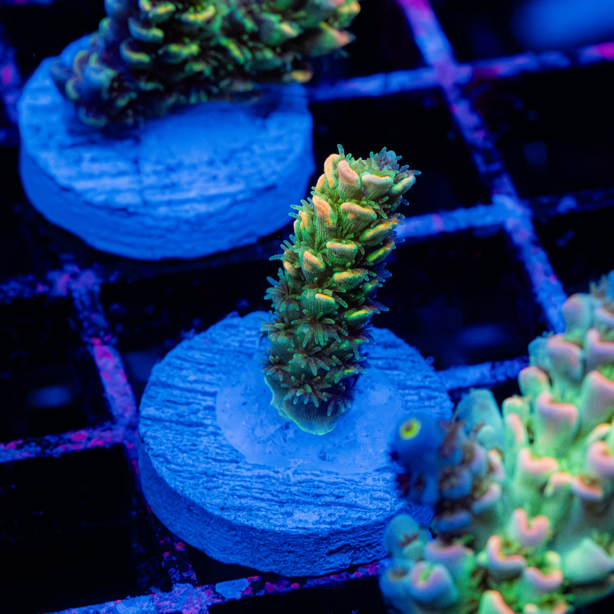 Lime Sorbet C049