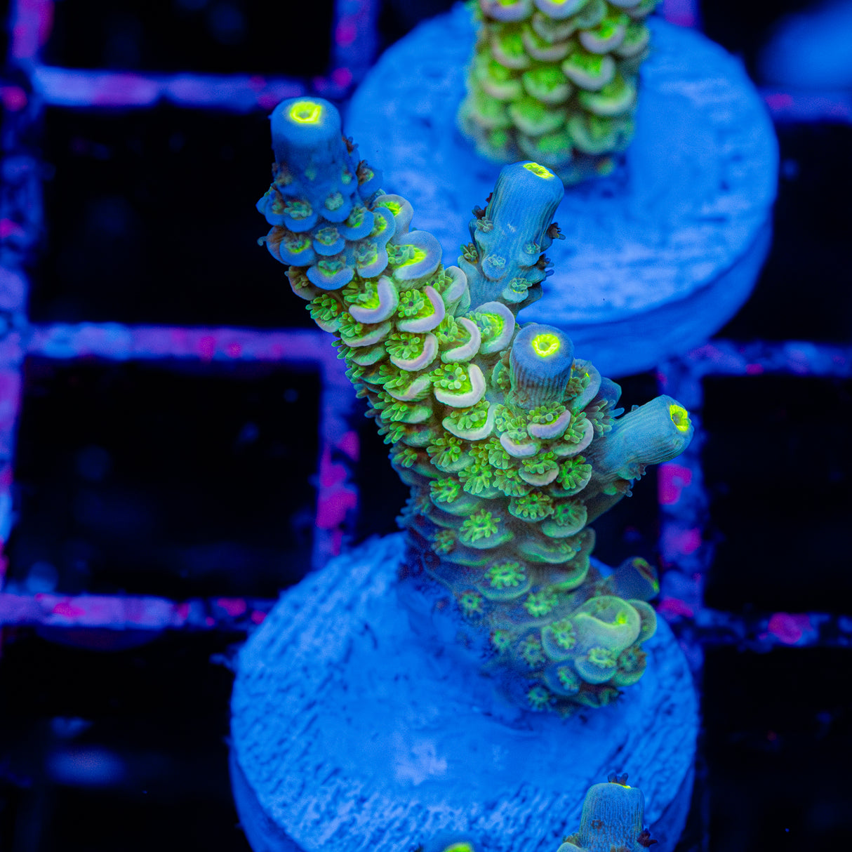 Electric Ladyfinger C062