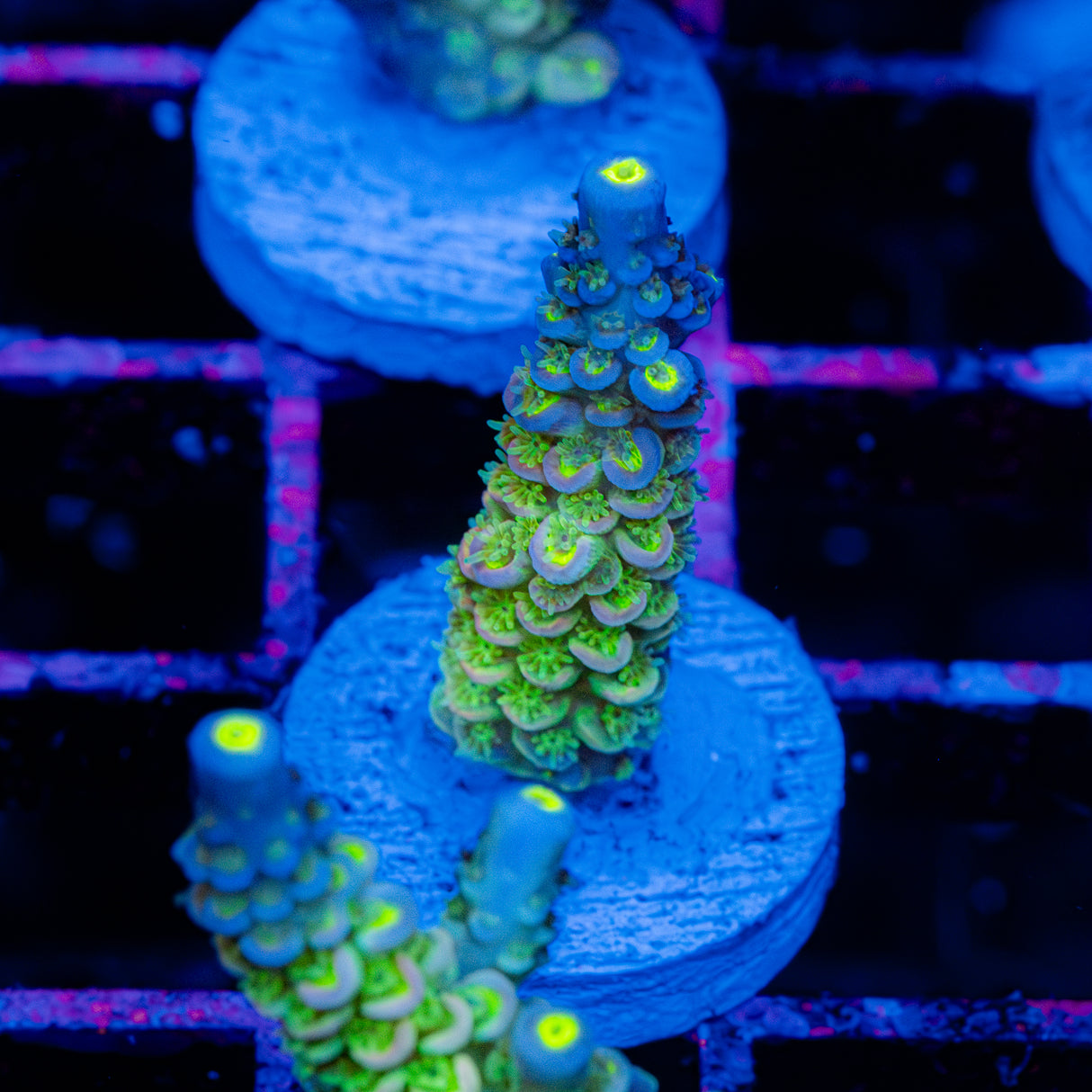 Electric Ladyfinger C063