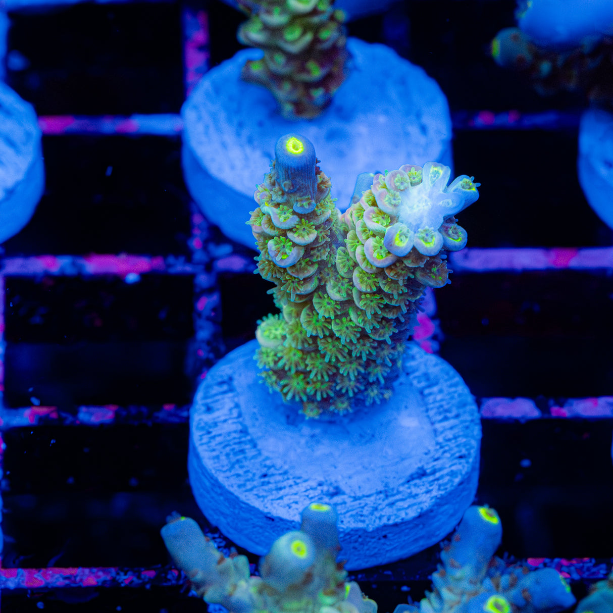 Electric Ladyfinger C065