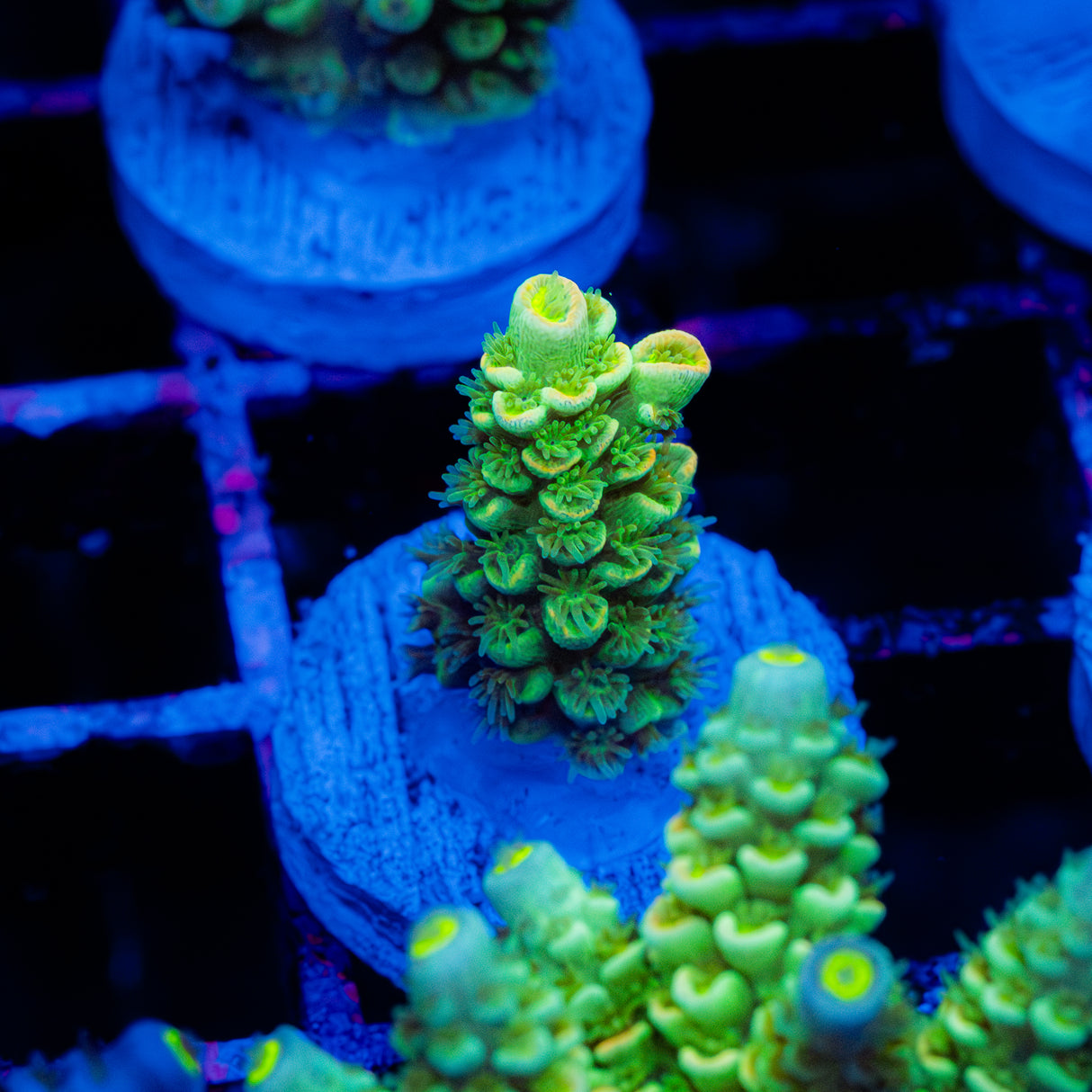 Glow Tart C078