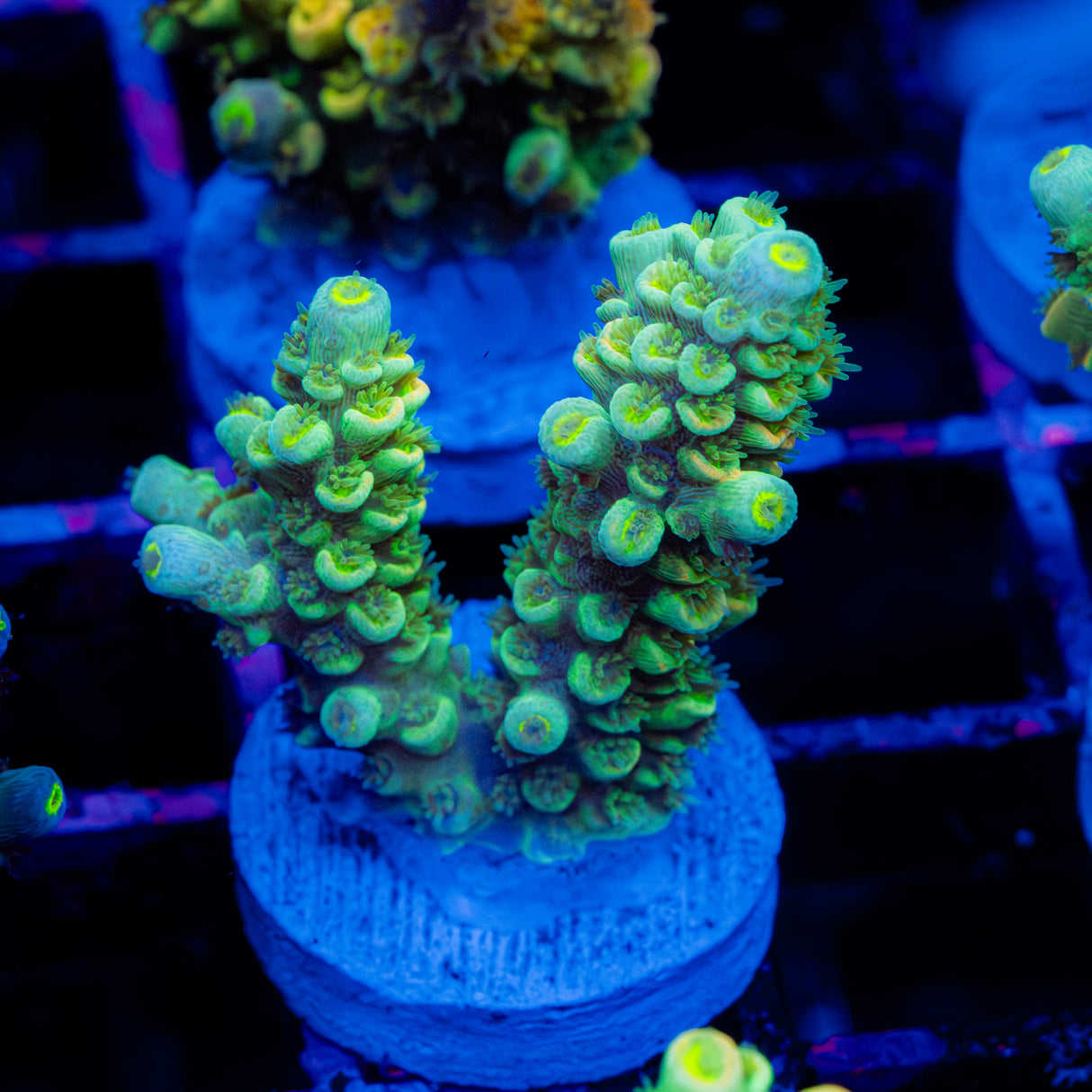 Glow Tart C079