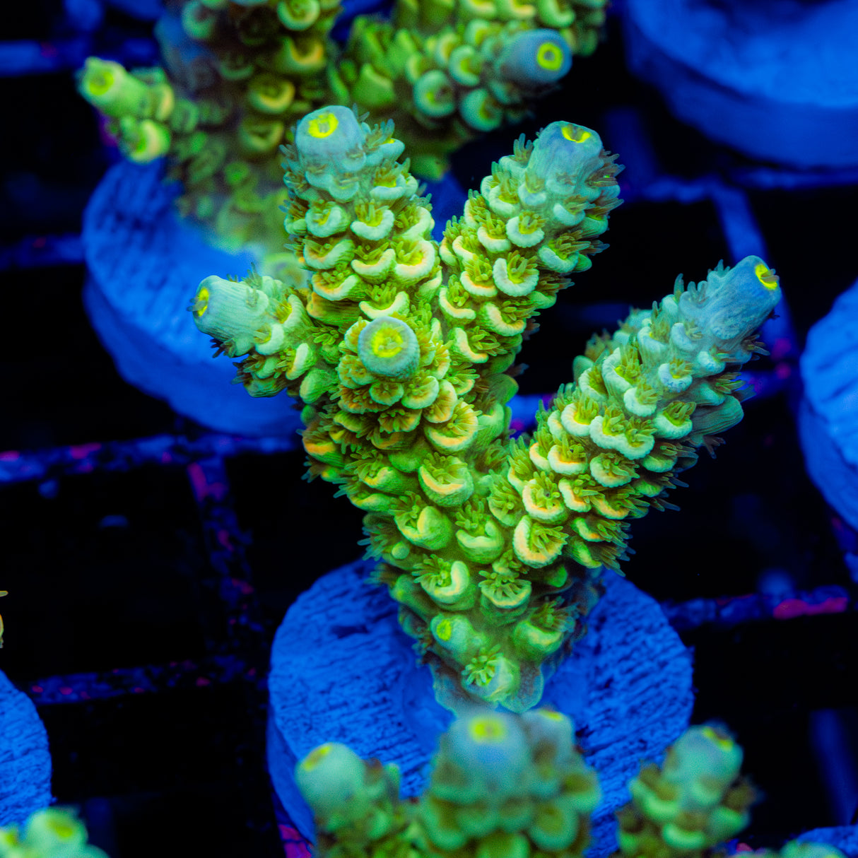 Lime Tart C089