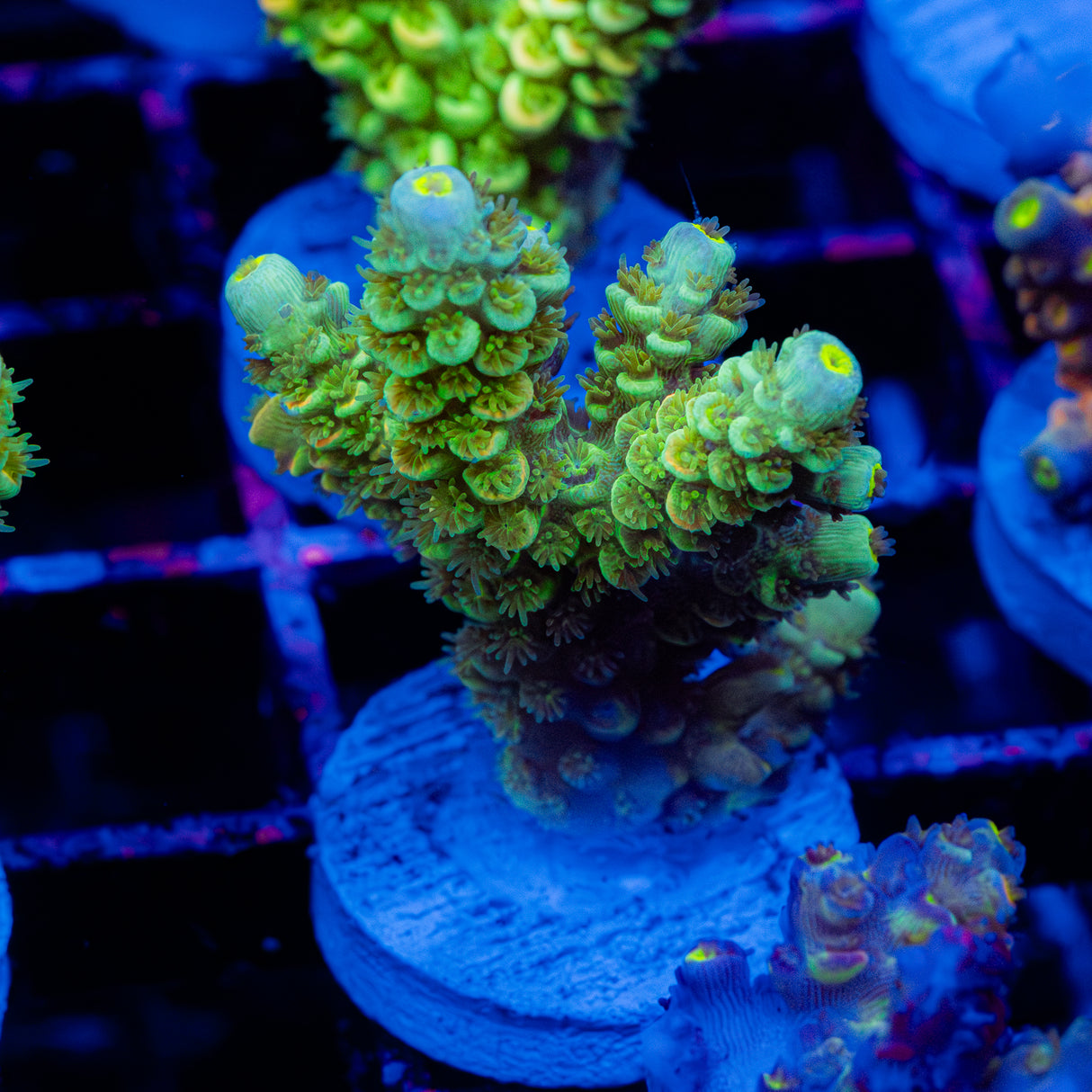 Lime Tart C090
