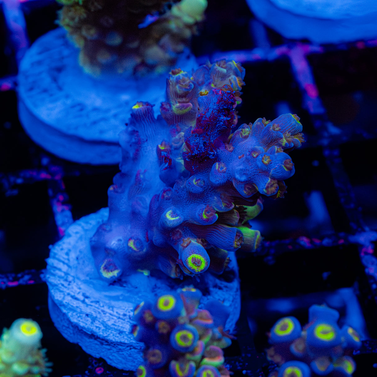 Berry Truffle C092